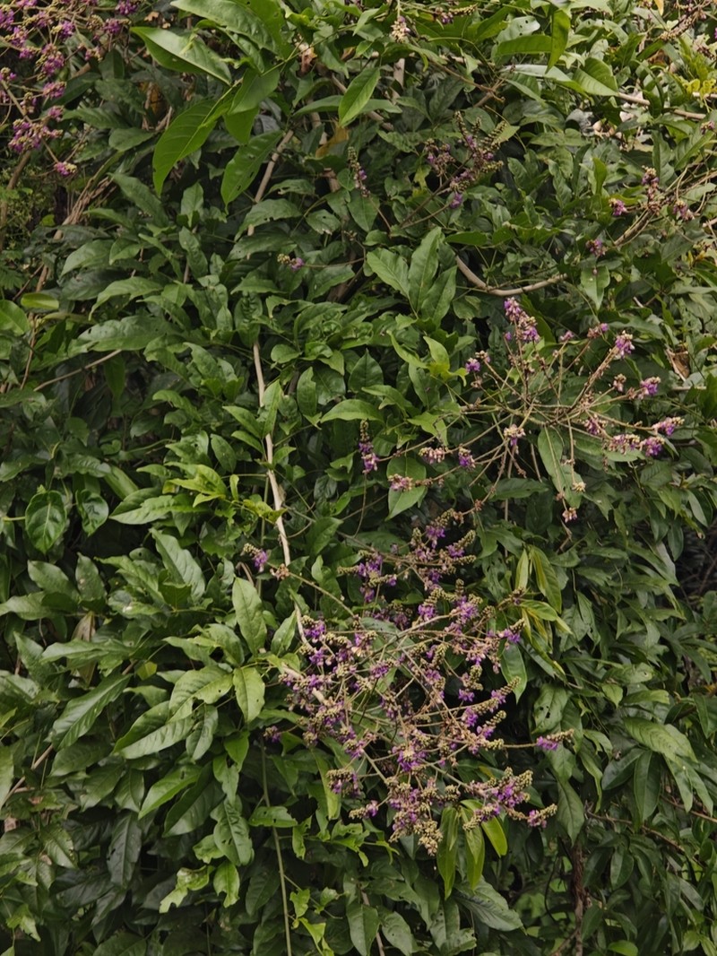 Wisteriopsis eurybotrya photo 2
