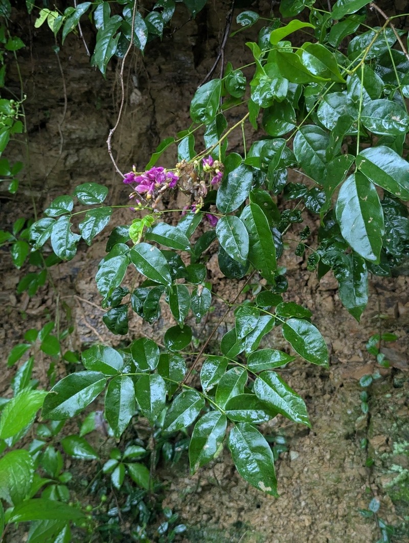 Wisteriopsis eurybotrya photo 3
