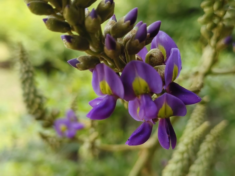 Wisteriopsis eurybotrya photo 4