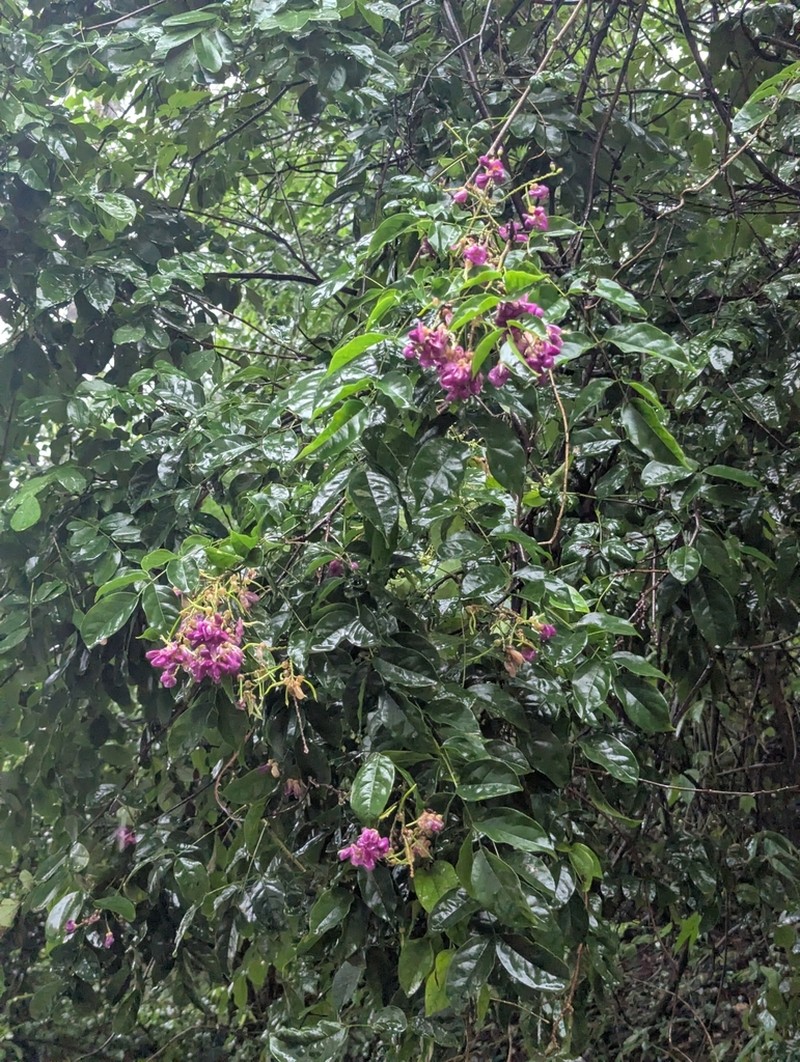 Wisteriopsis eurybotrya photo 5