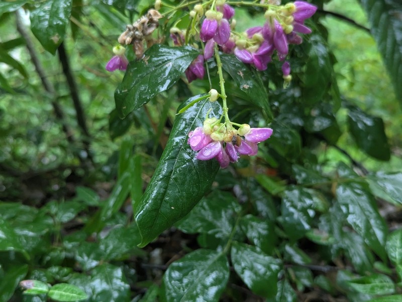 Wisteriopsis eurybotrya photo 6
