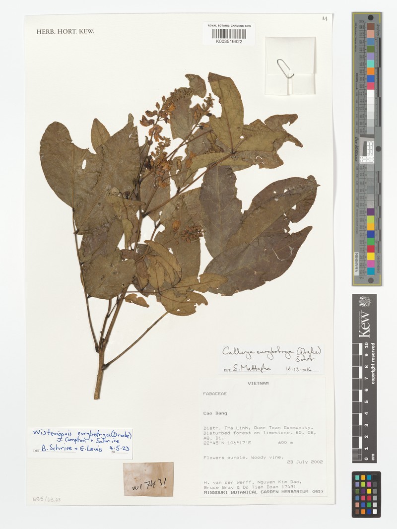 Wisteriopsis eurybotrya photo 7