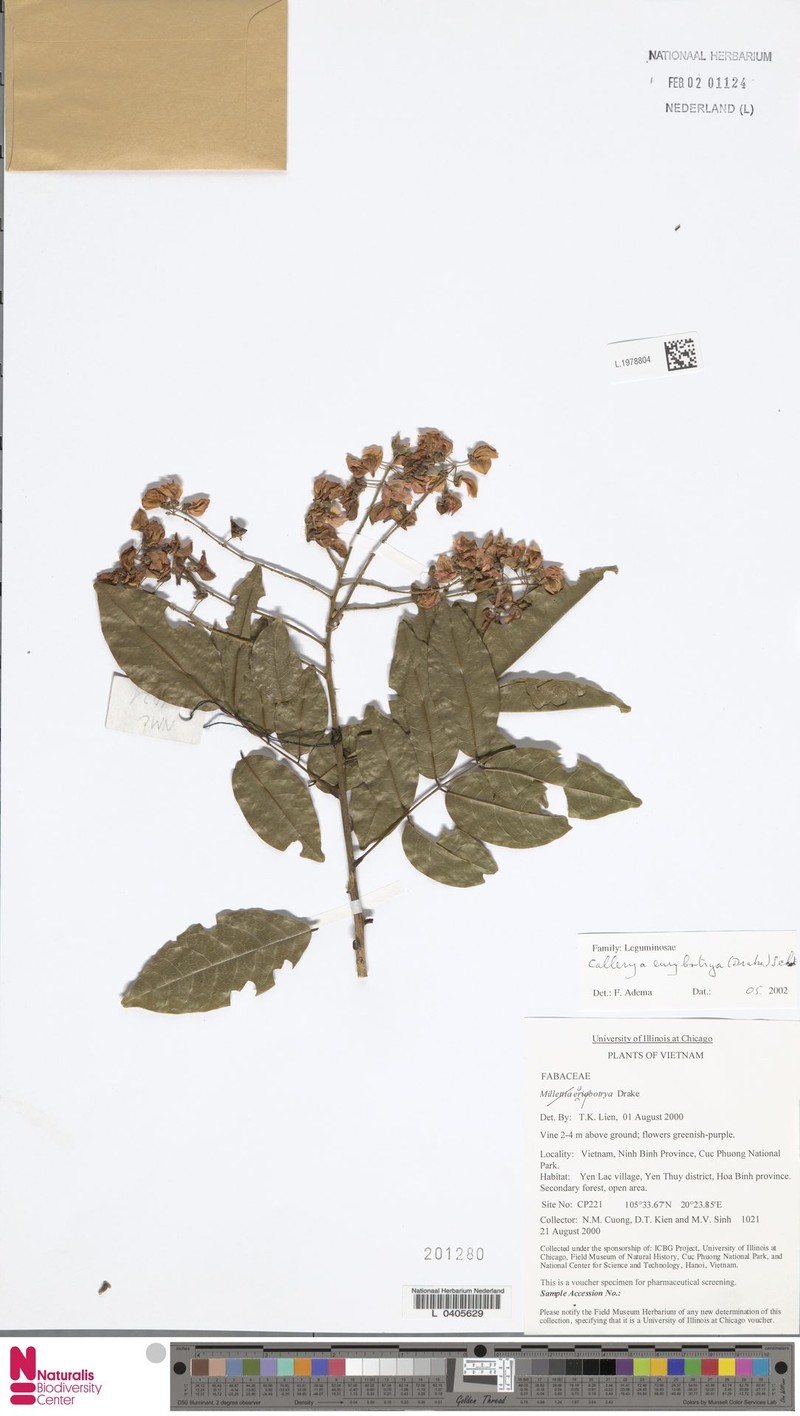 Wisteriopsis eurybotrya photo 8