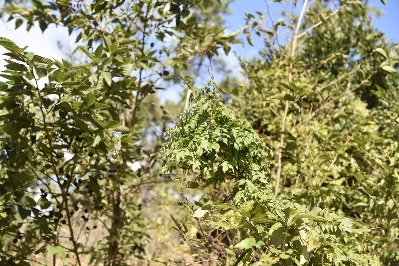 Wisteriopsis japonica
