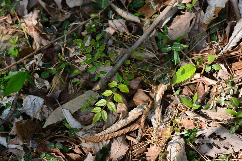 Wisteriopsis japonica photo 2