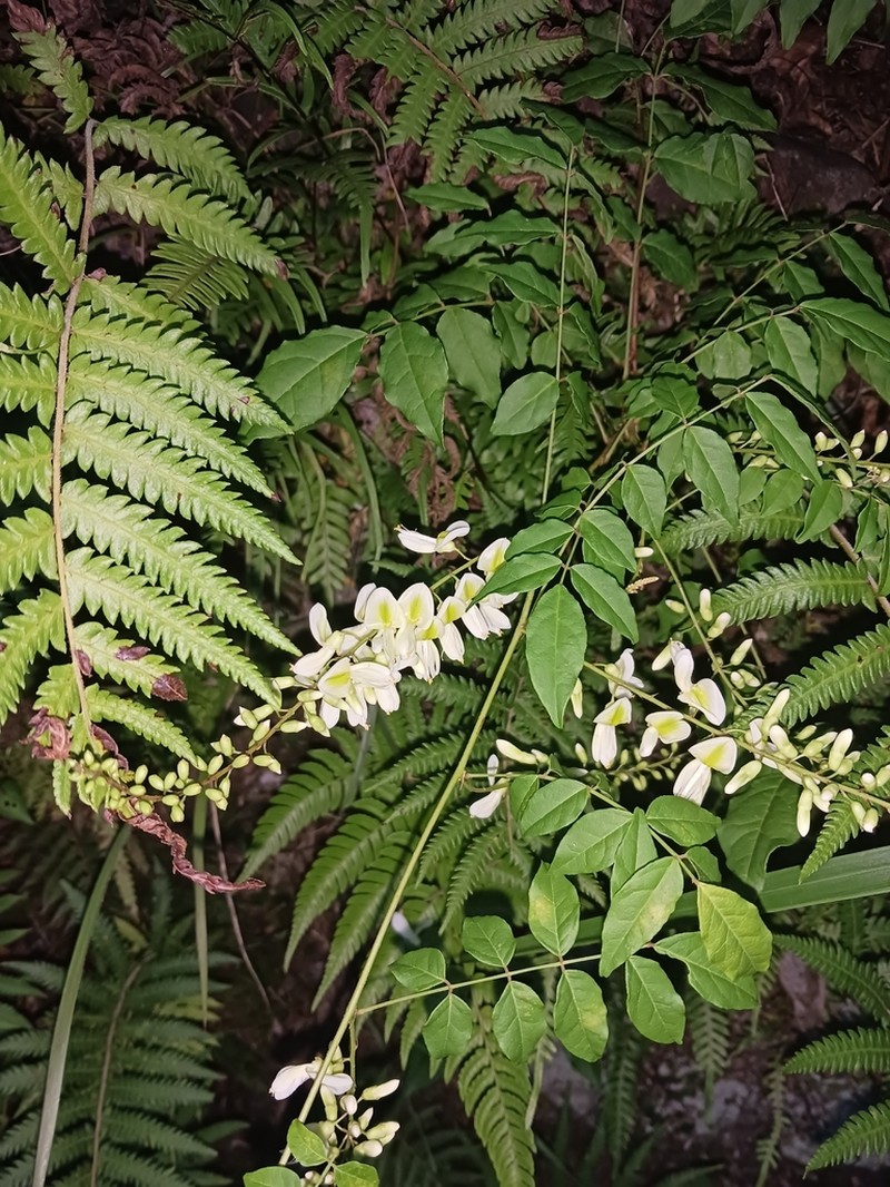 Wisteriopsis japonica photo 3