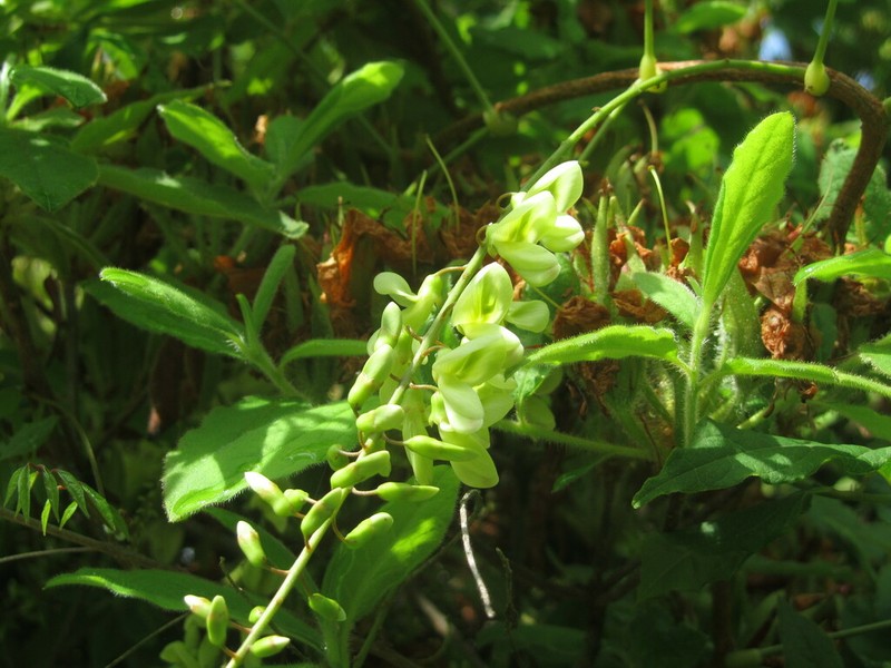 Wisteriopsis japonica photo 4