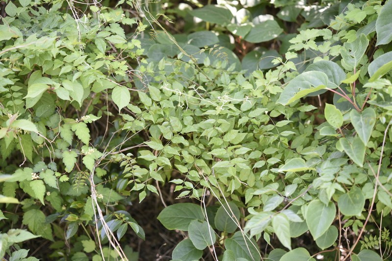 Wisteriopsis japonica photo 5