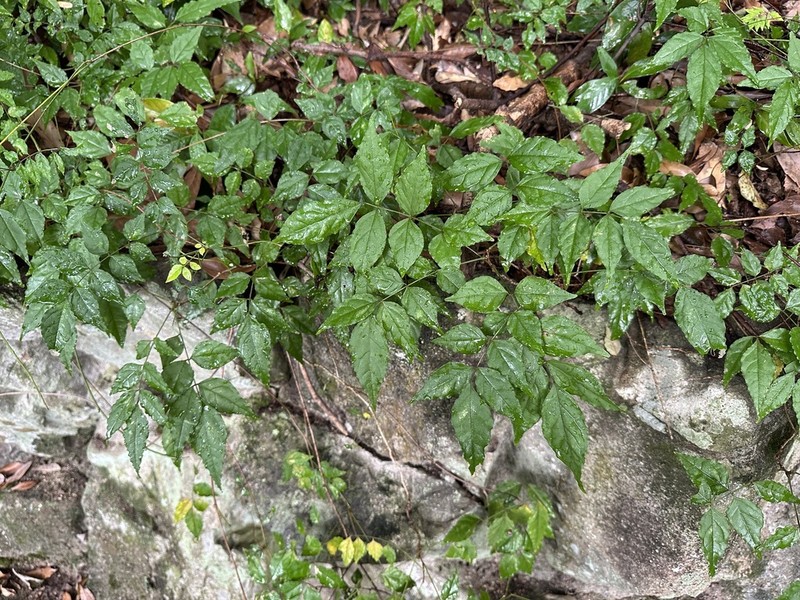 Wisteriopsis japonica photo 6