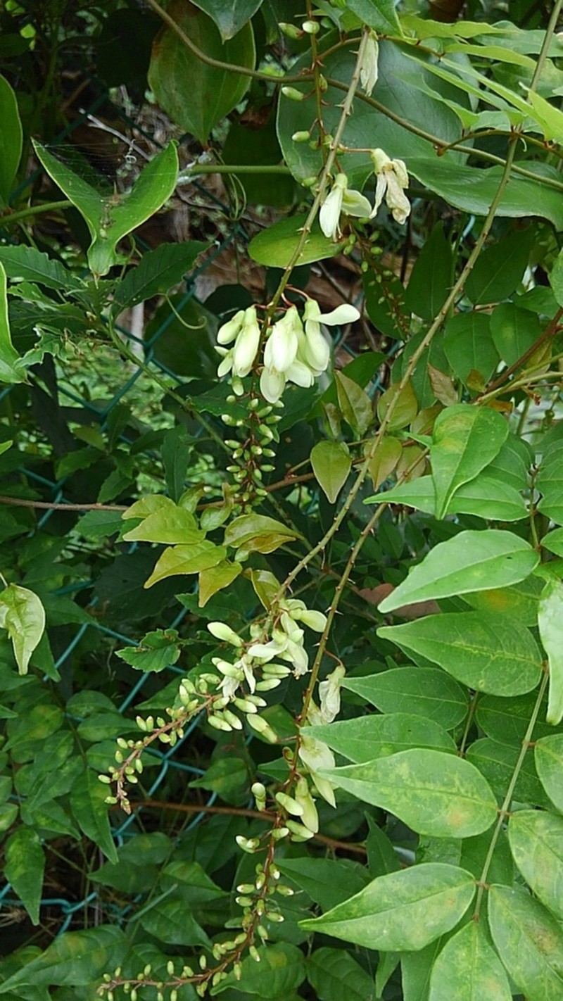 Wisteriopsis japonica photo 7