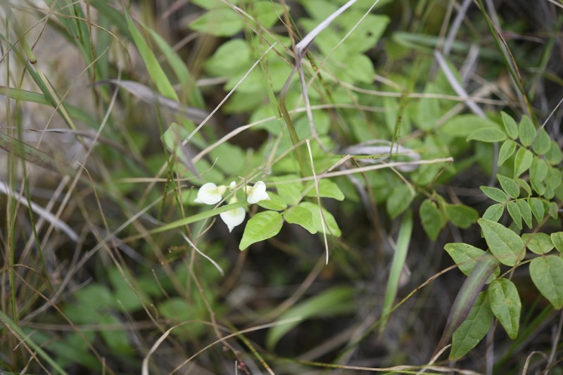 Wisteriopsis japonica photo 8