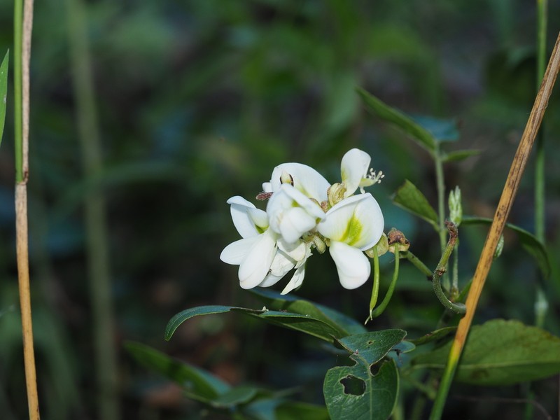 Wisteriopsis kiangsiensis