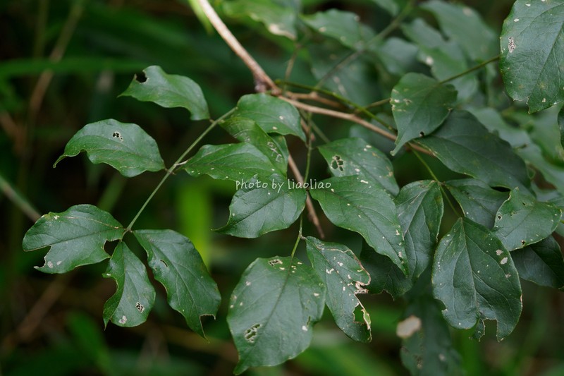 Wisteriopsis kiangsiensis photo 2