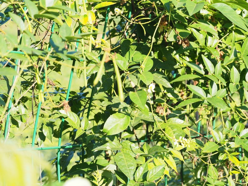 Wisteriopsis kiangsiensis photo 3