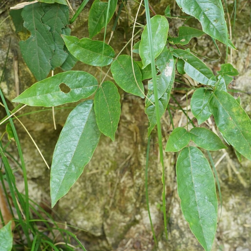 Wisteriopsis kiangsiensis photo 4