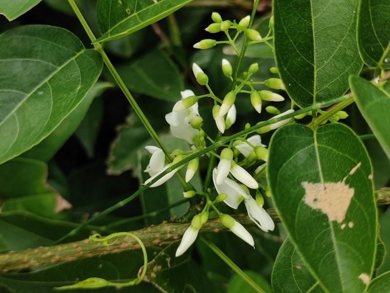 Wisteriopsis kiangsiensis photo 5