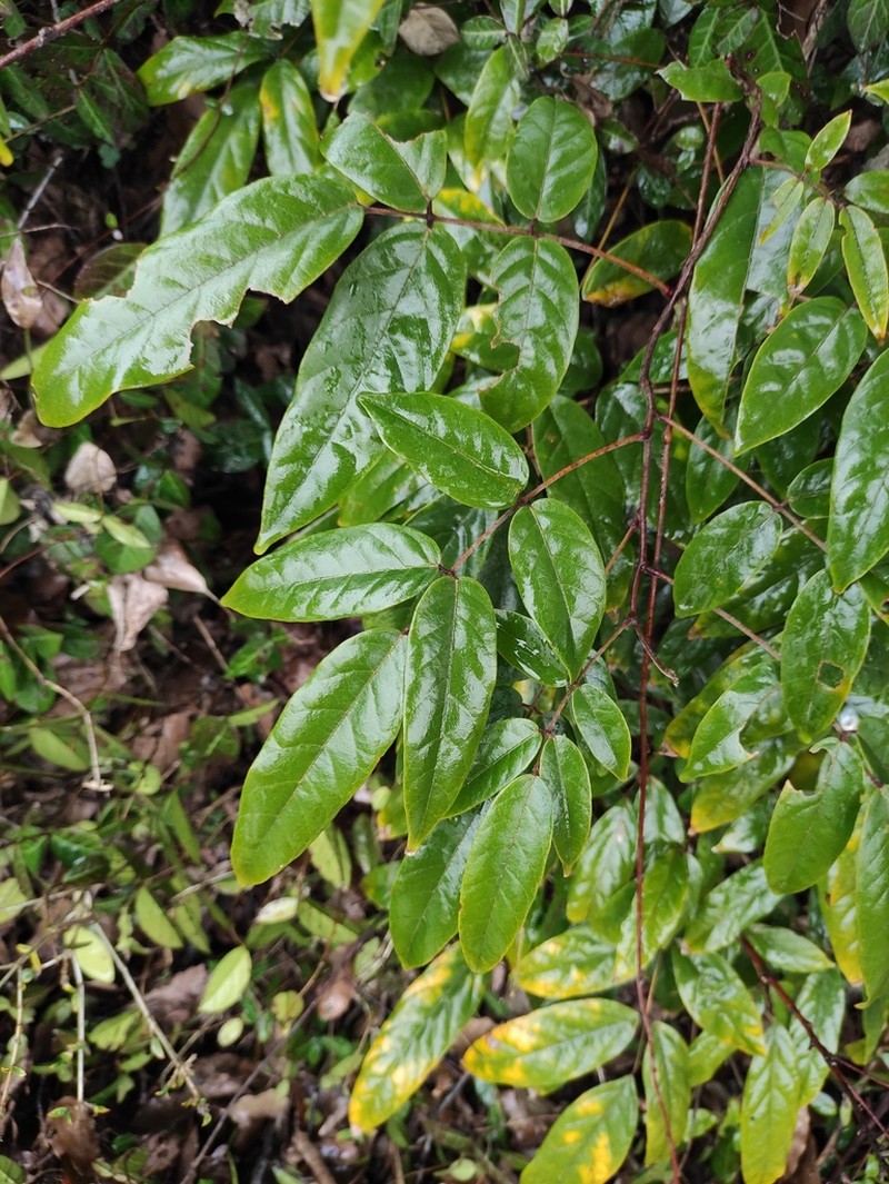 Wisteriopsis kiangsiensis photo 6