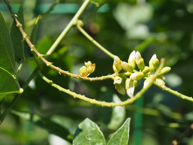 Wisteriopsis kiangsiensis photo 7