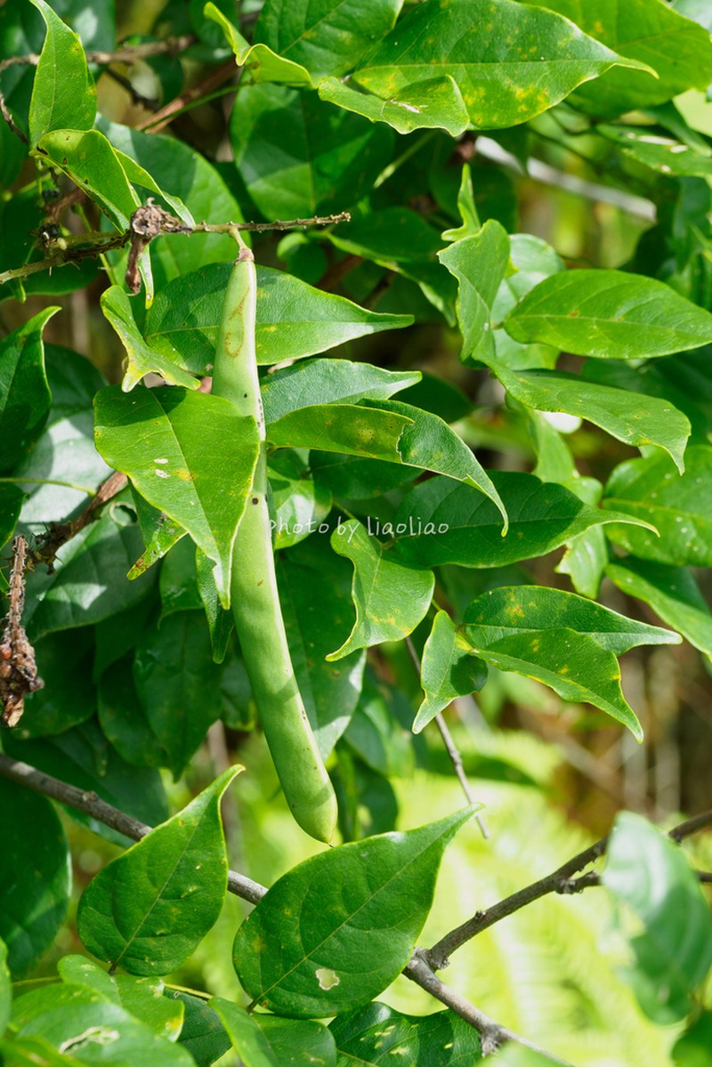 Wisteriopsis kiangsiensis photo 8