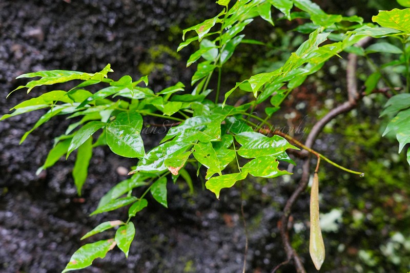 Wisteriopsis reticulata