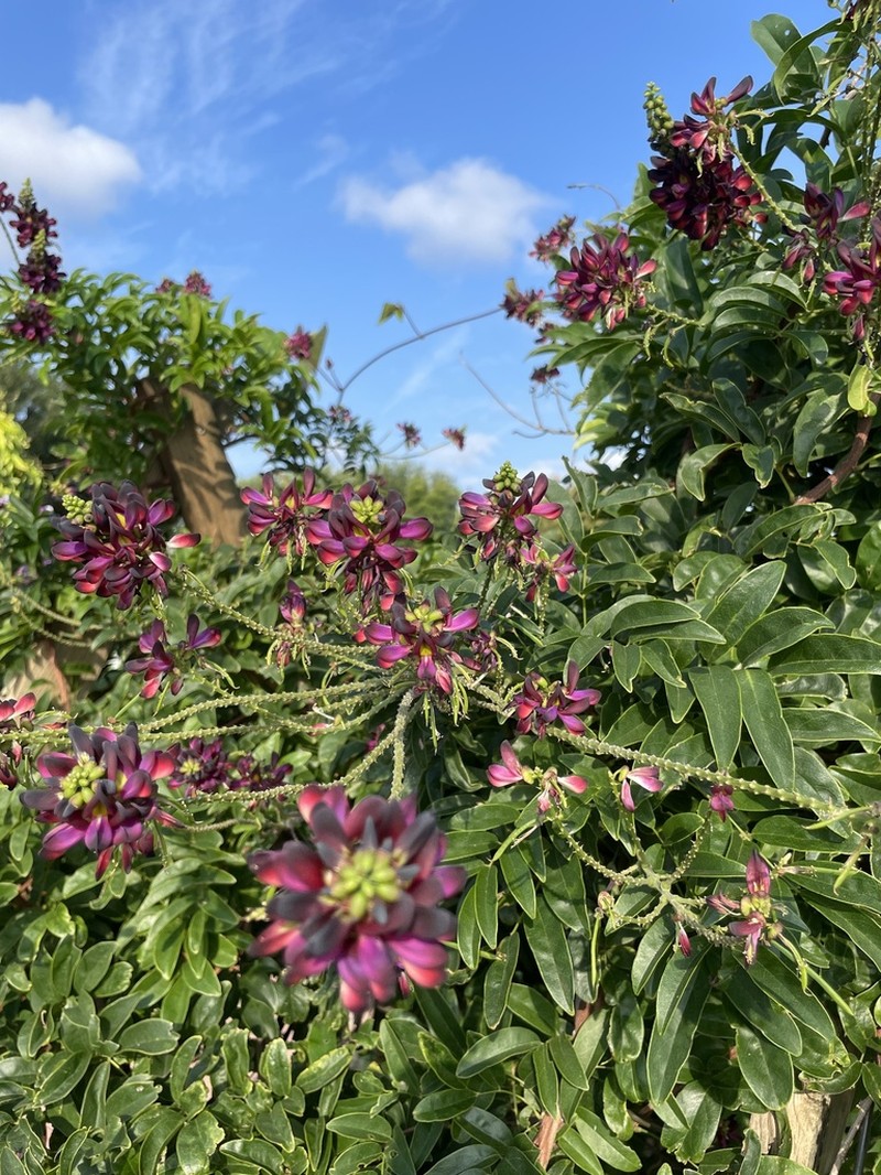 Wisteriopsis reticulata photo 2