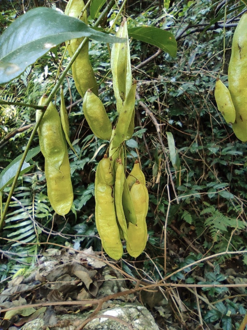 Wisteriopsis reticulata photo 3