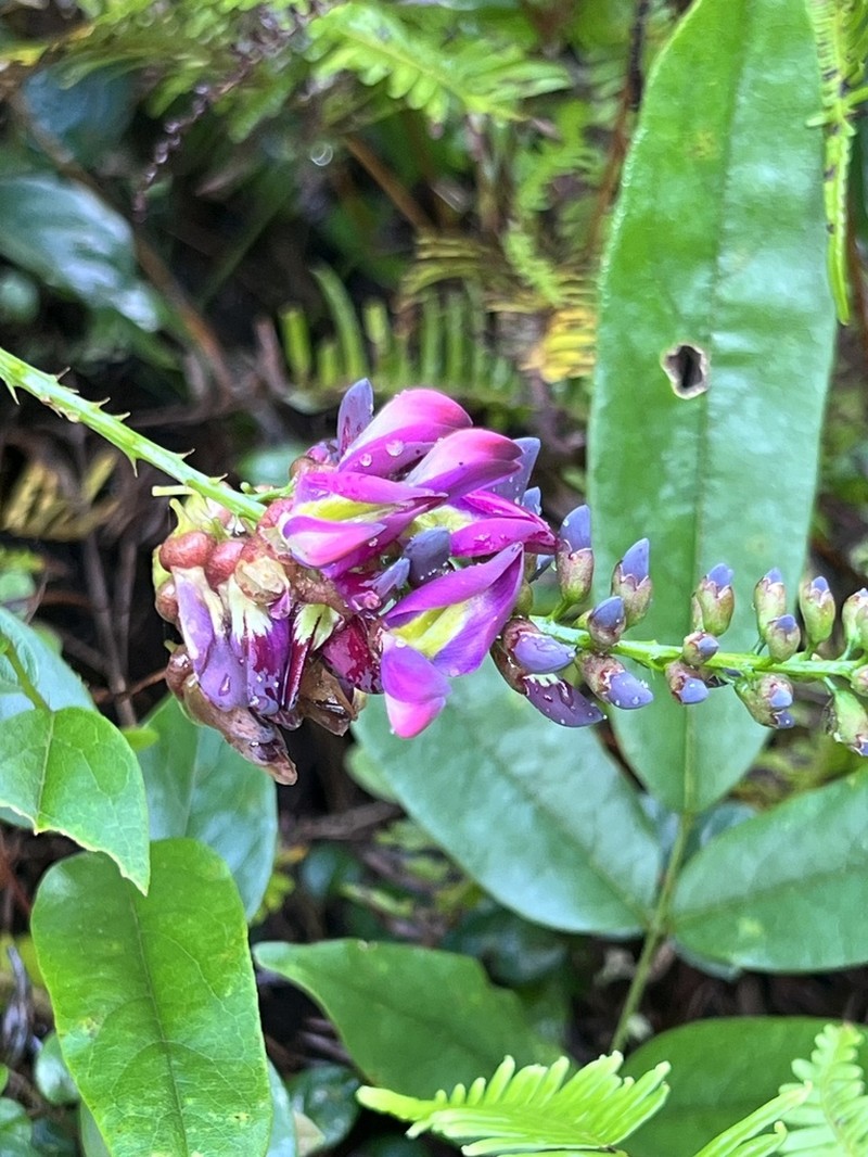 Wisteriopsis reticulata photo 4