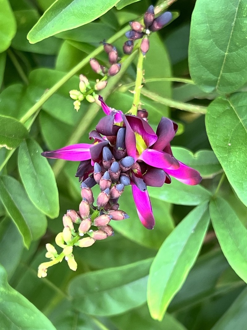 Wisteriopsis reticulata photo 5