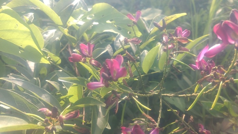 Wisteriopsis reticulata photo 6
