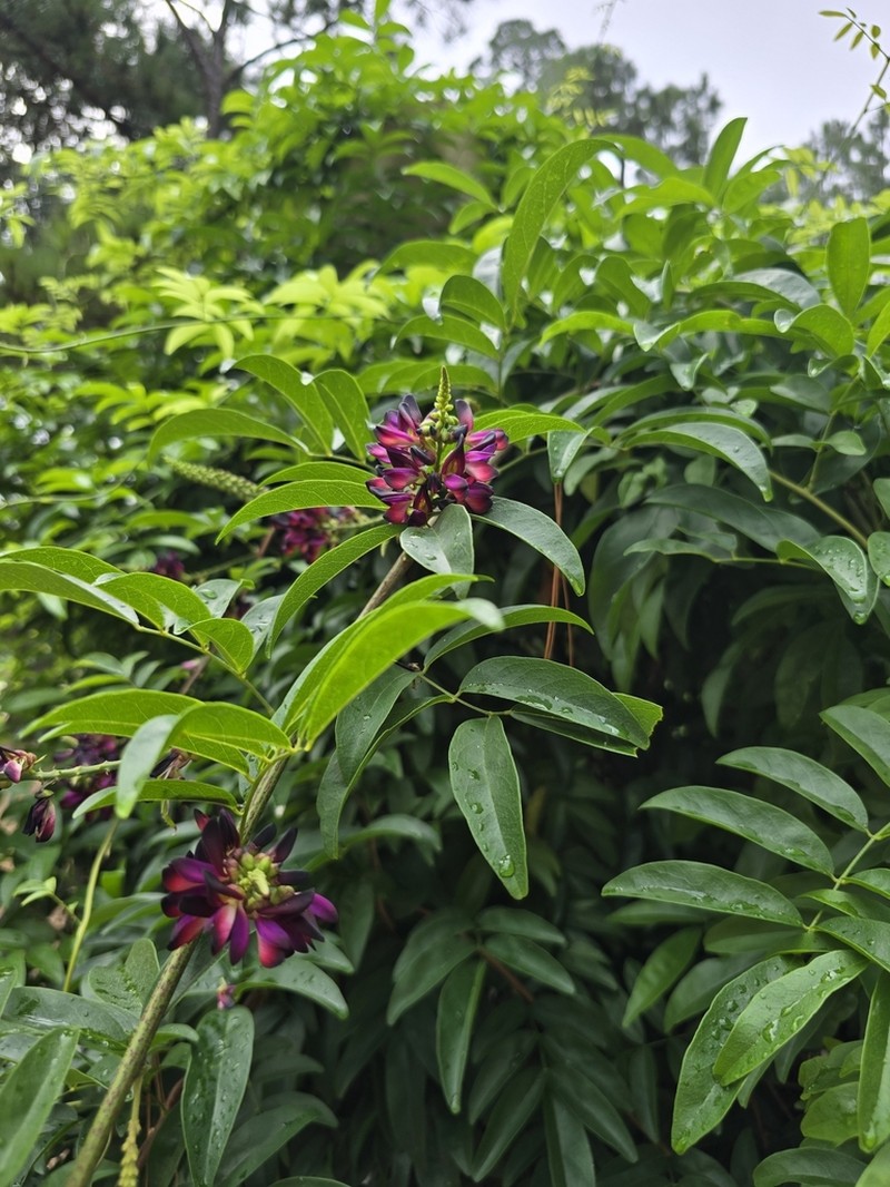 Wisteriopsis reticulata photo 7