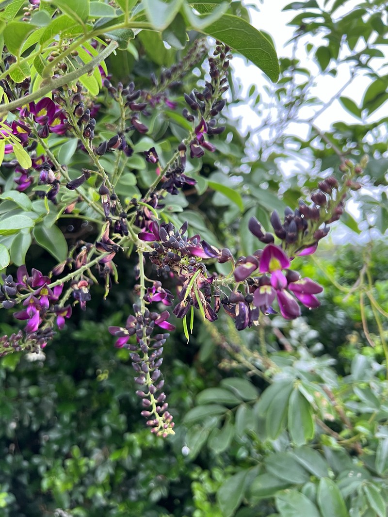 Wisteriopsis reticulata photo 8