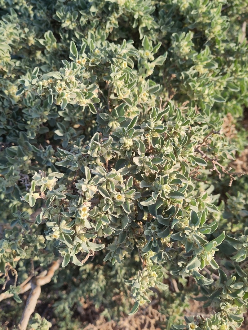 Withania adpressa