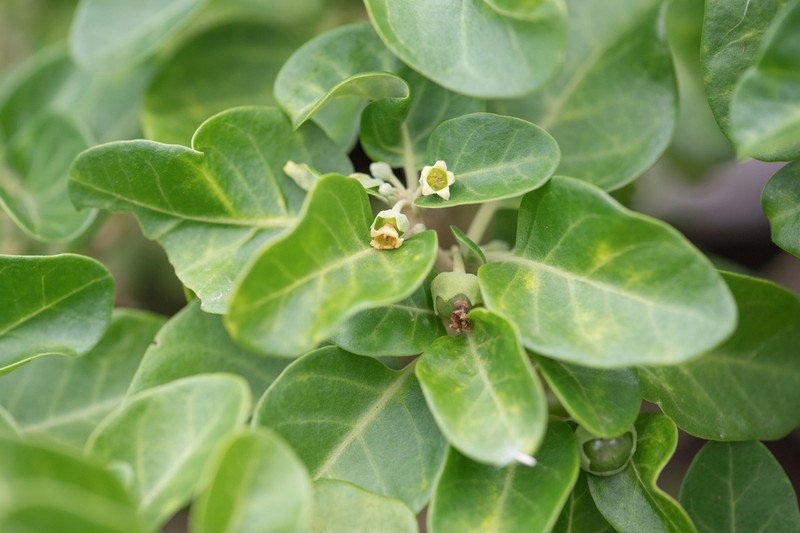 Withania adunensis