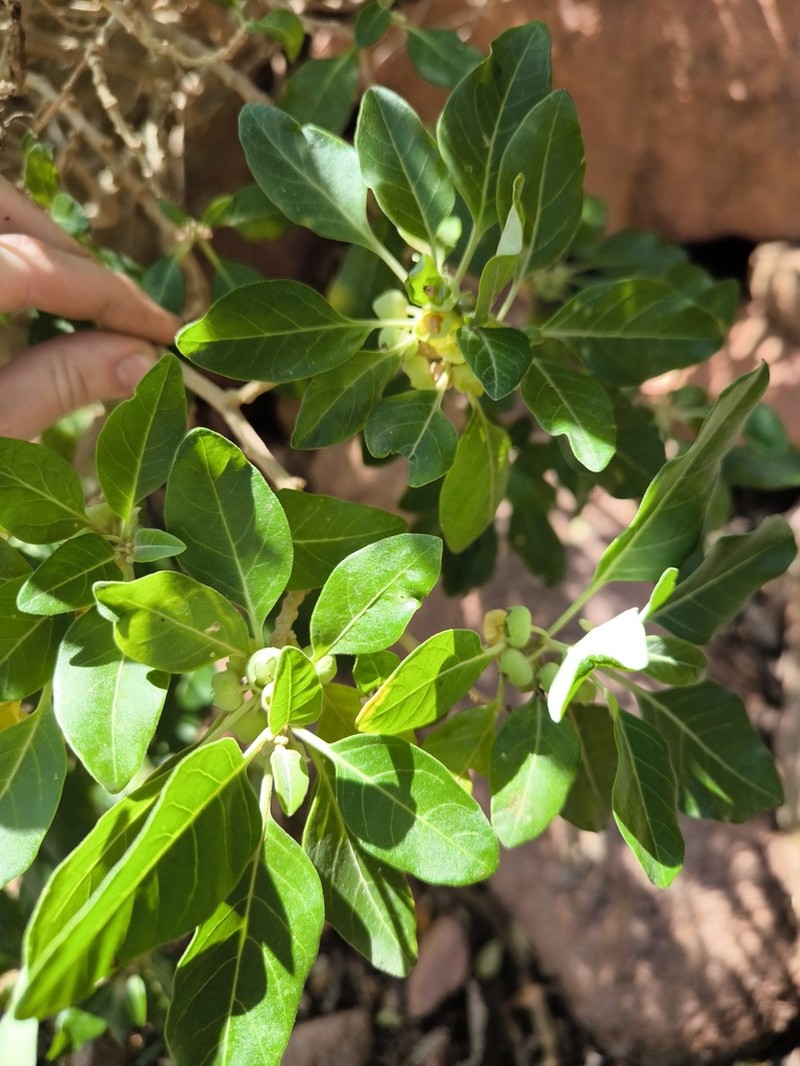 Withania adunensis photo 2