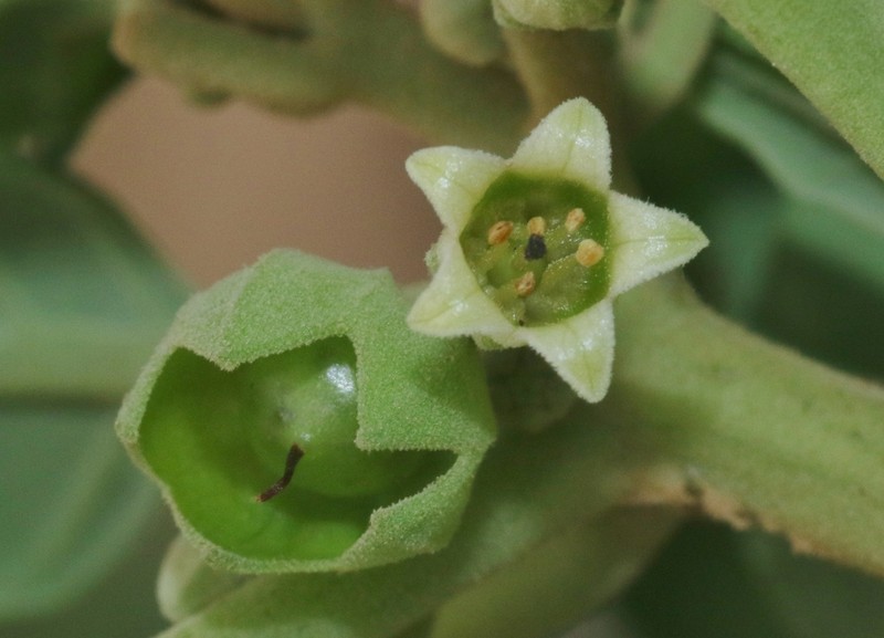 Withania adunensis photo 3
