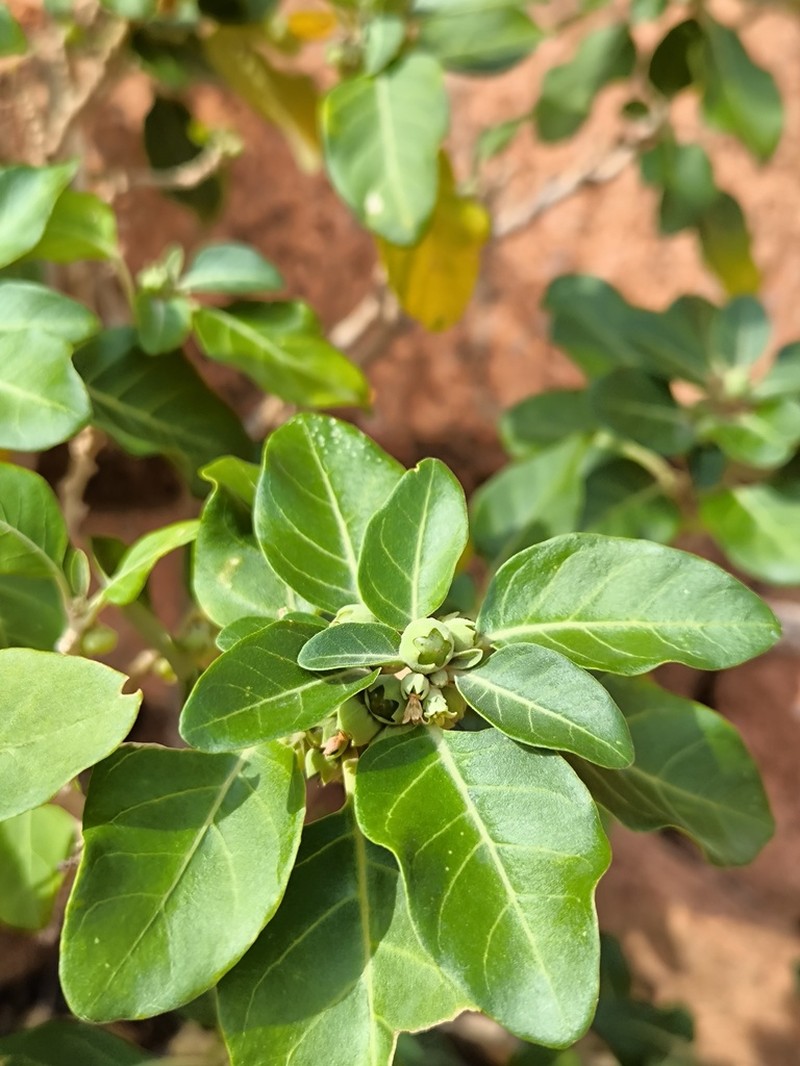 Withania adunensis photo 4