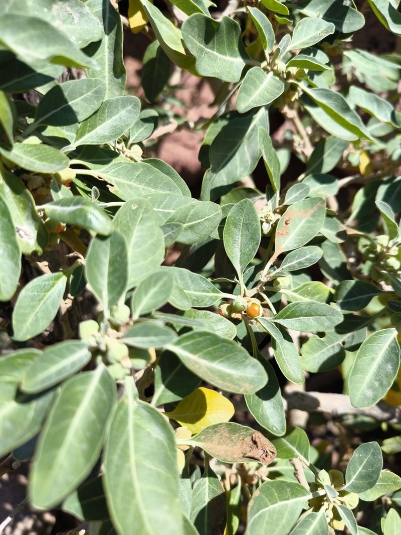 Withania adunensis photo 5