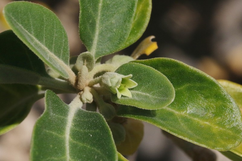 Withania adunensis photo 6