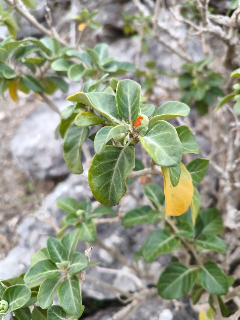 Withania adunensis photo 7