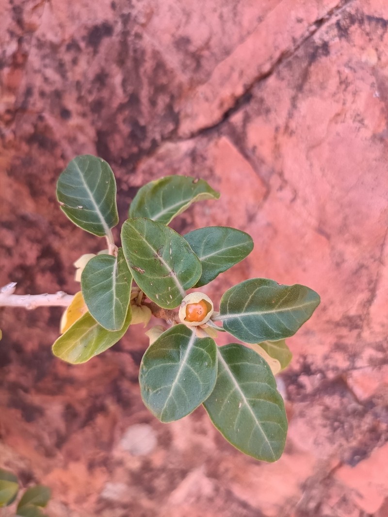 Withania adunensis photo 8