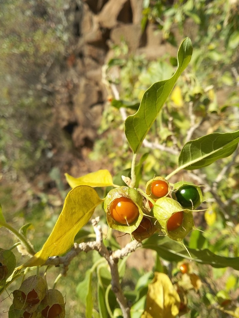 Withania aristata