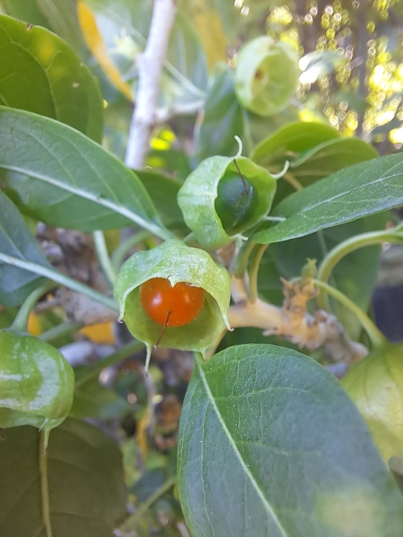 Withania aristata photo 2