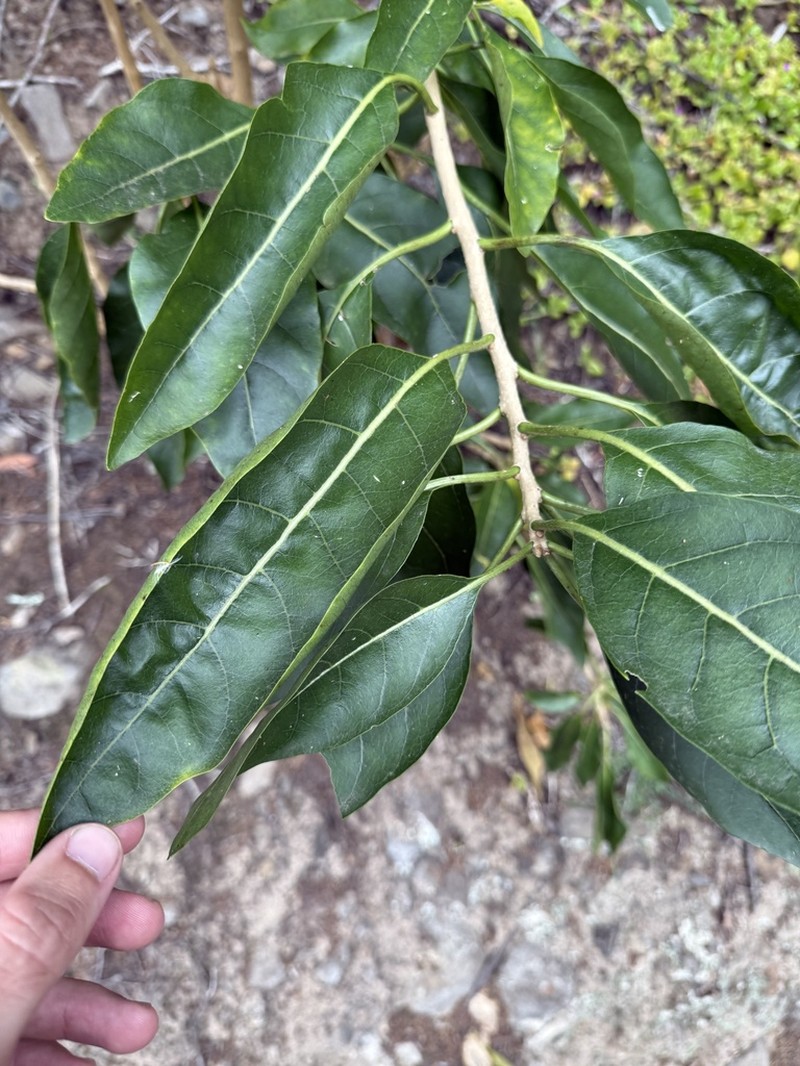 Withania aristata photo 4