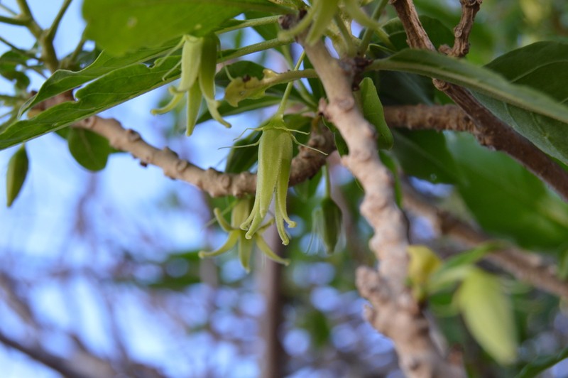 Withania aristata photo 5
