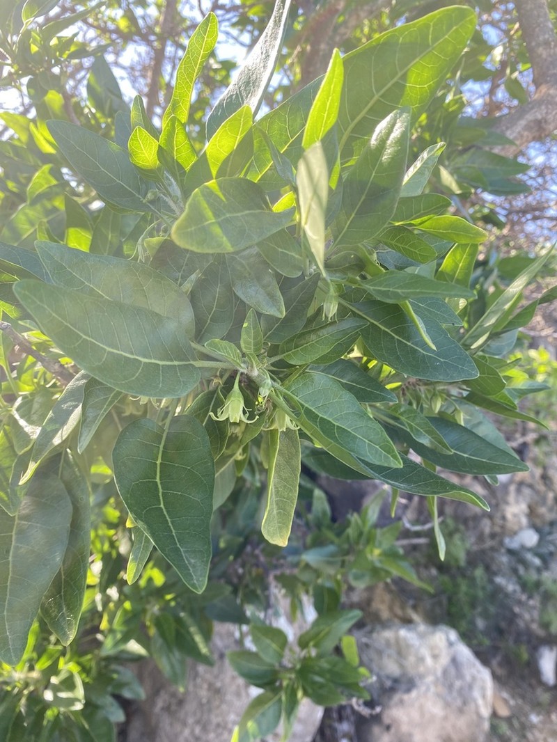 Withania aristata photo 6