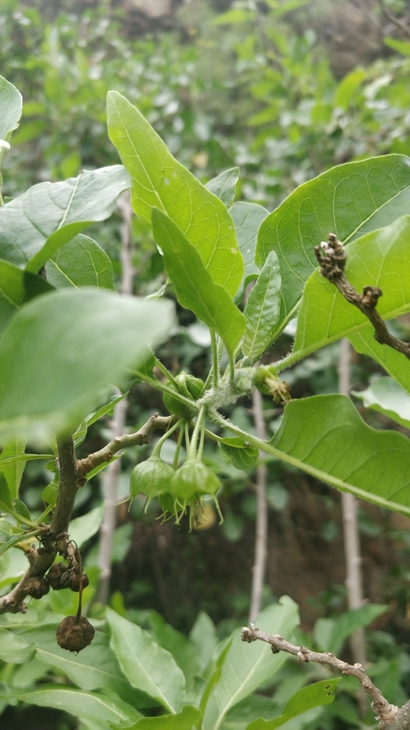 Withania aristata photo 8