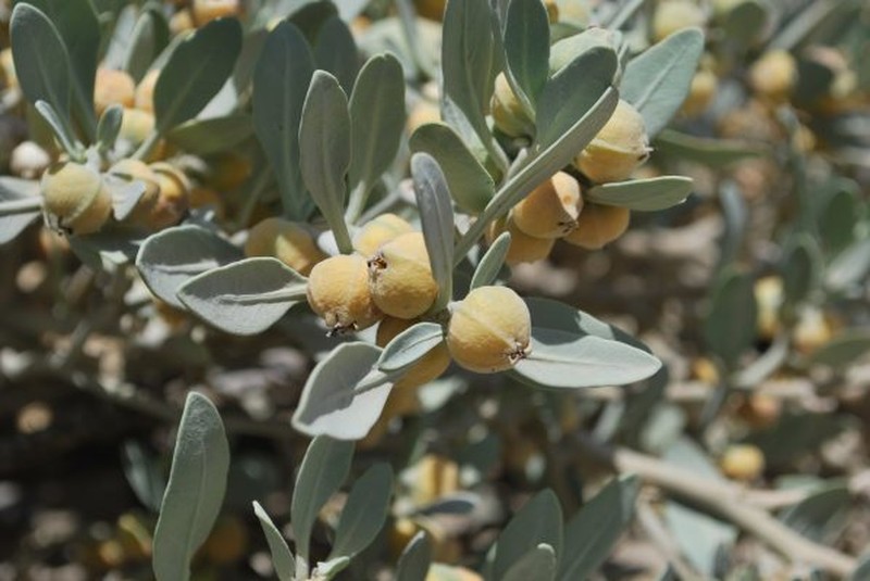 Withania coagulans