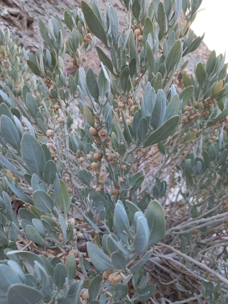 Withania coagulans photo 4