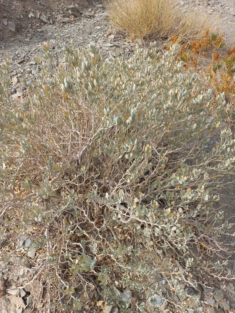 Withania coagulans photo 5