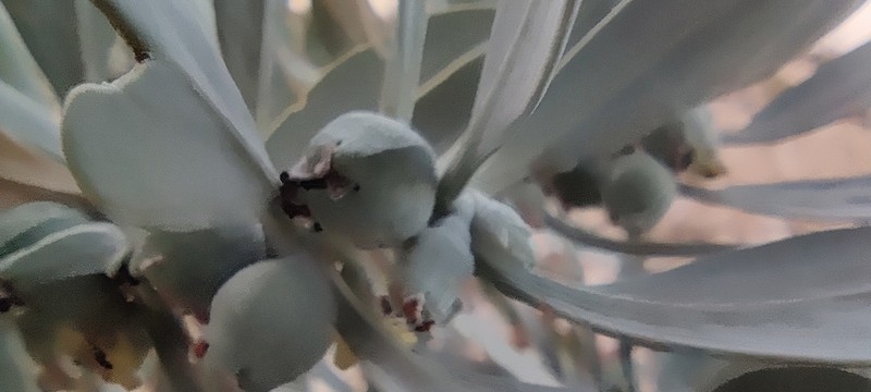 Withania coagulans photo 6